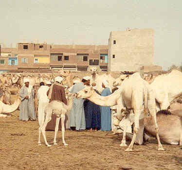 photograph portrays an adult camel and an adolescent camel touching noses.