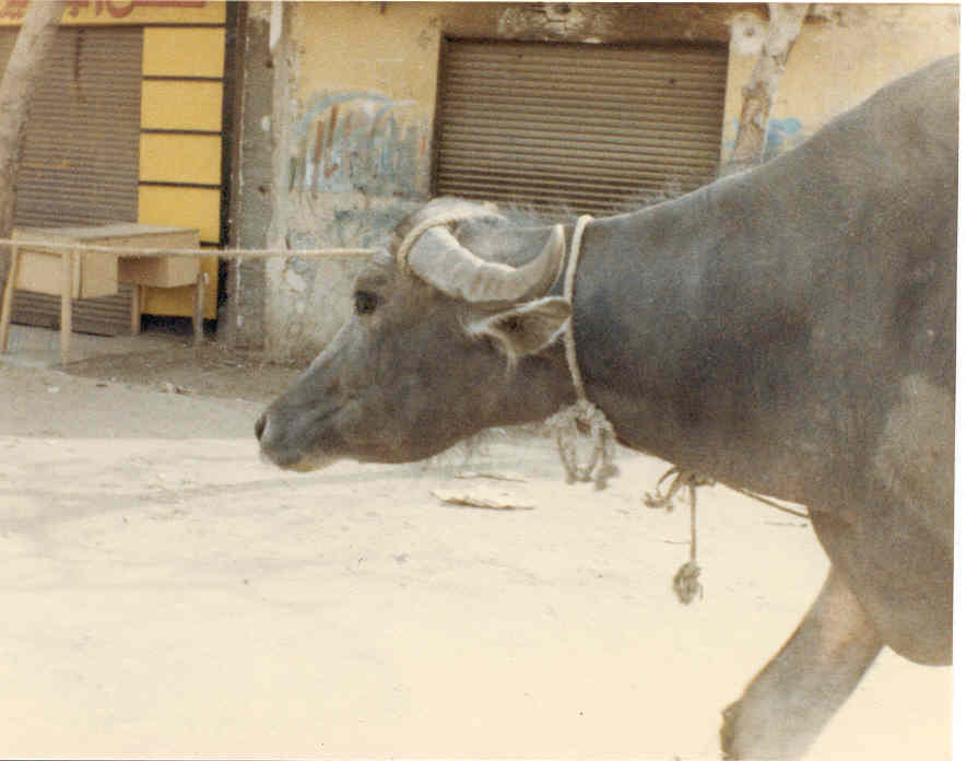 photograph portrays a domesticated water buffalo.