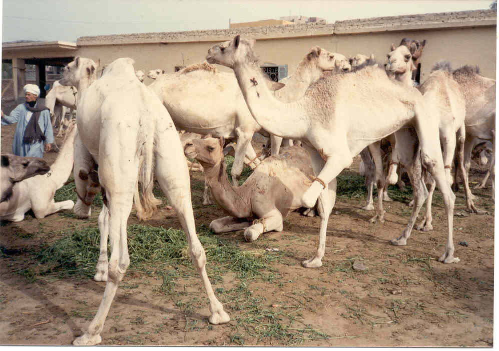photograph portrays hobbled camels in a camel market.
