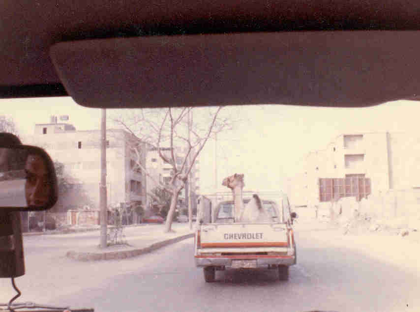 photograph portrays a camel being transported in a small pickup truck.