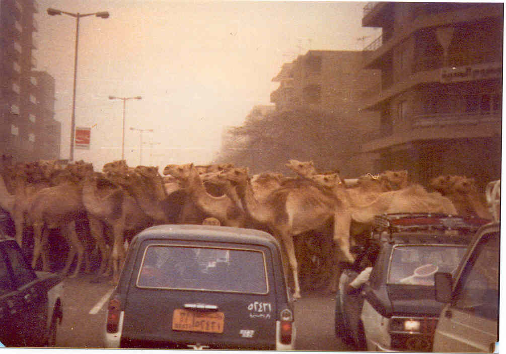 Photograph portrays a herd of camels moving through a busy intersection in downtown Cario, Egypt, while automobile traffic waits patiently.